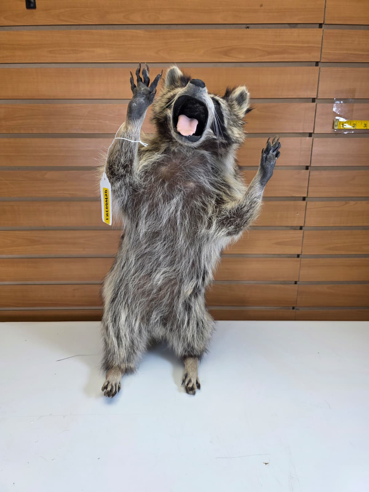 FHCOON20 - Raccoon – Professional Taxidermy Display