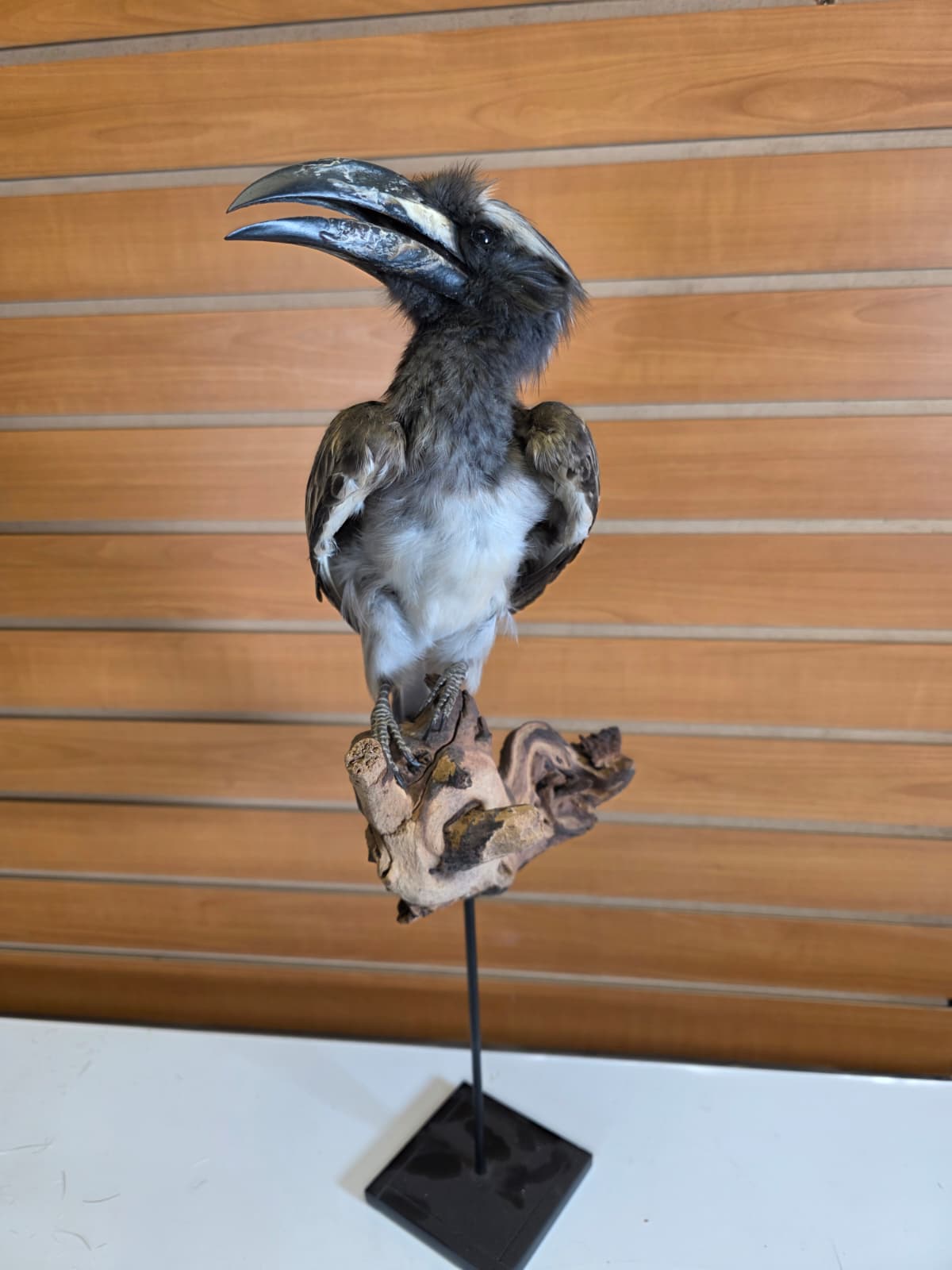 FHB18 - Hornbill Taxidermy Mount