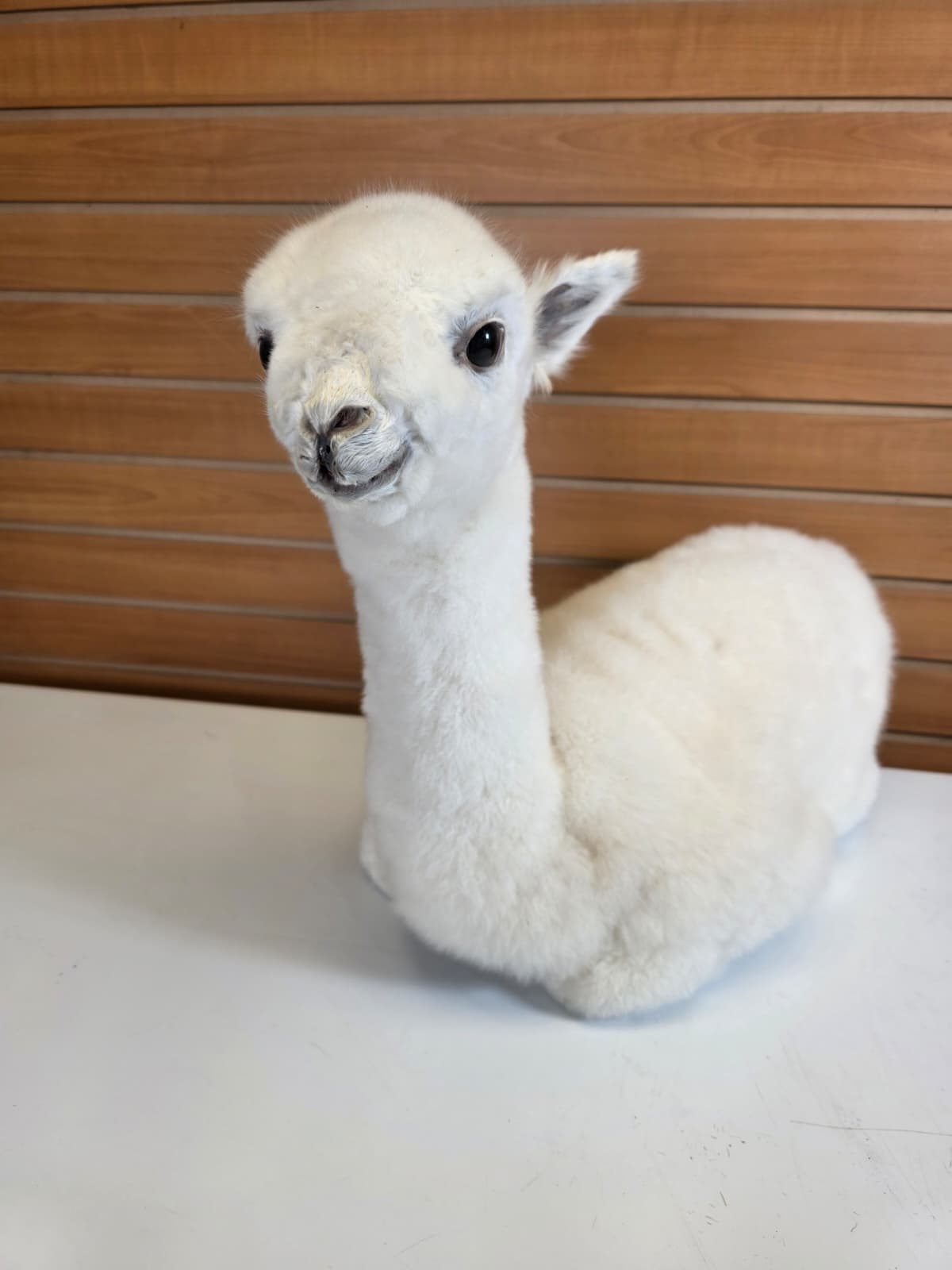 FHB19 - Huacaya Alpaca Taxidermy Mount
