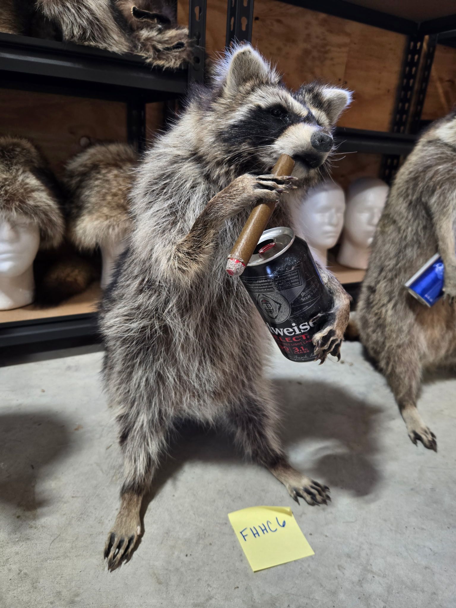 FHHC6 - raccoon taxidermy mount