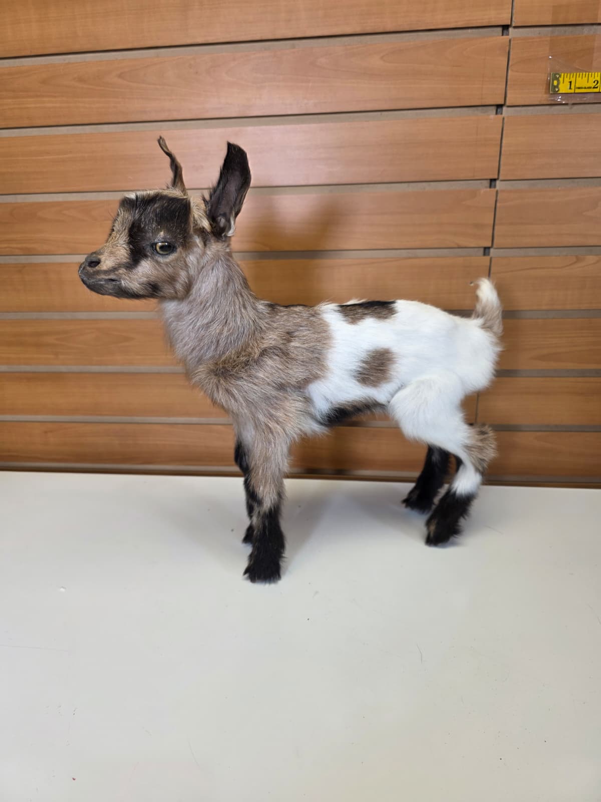FHB10 - Nigerian Dwarf Goat – Full Body Taxidermy Mount