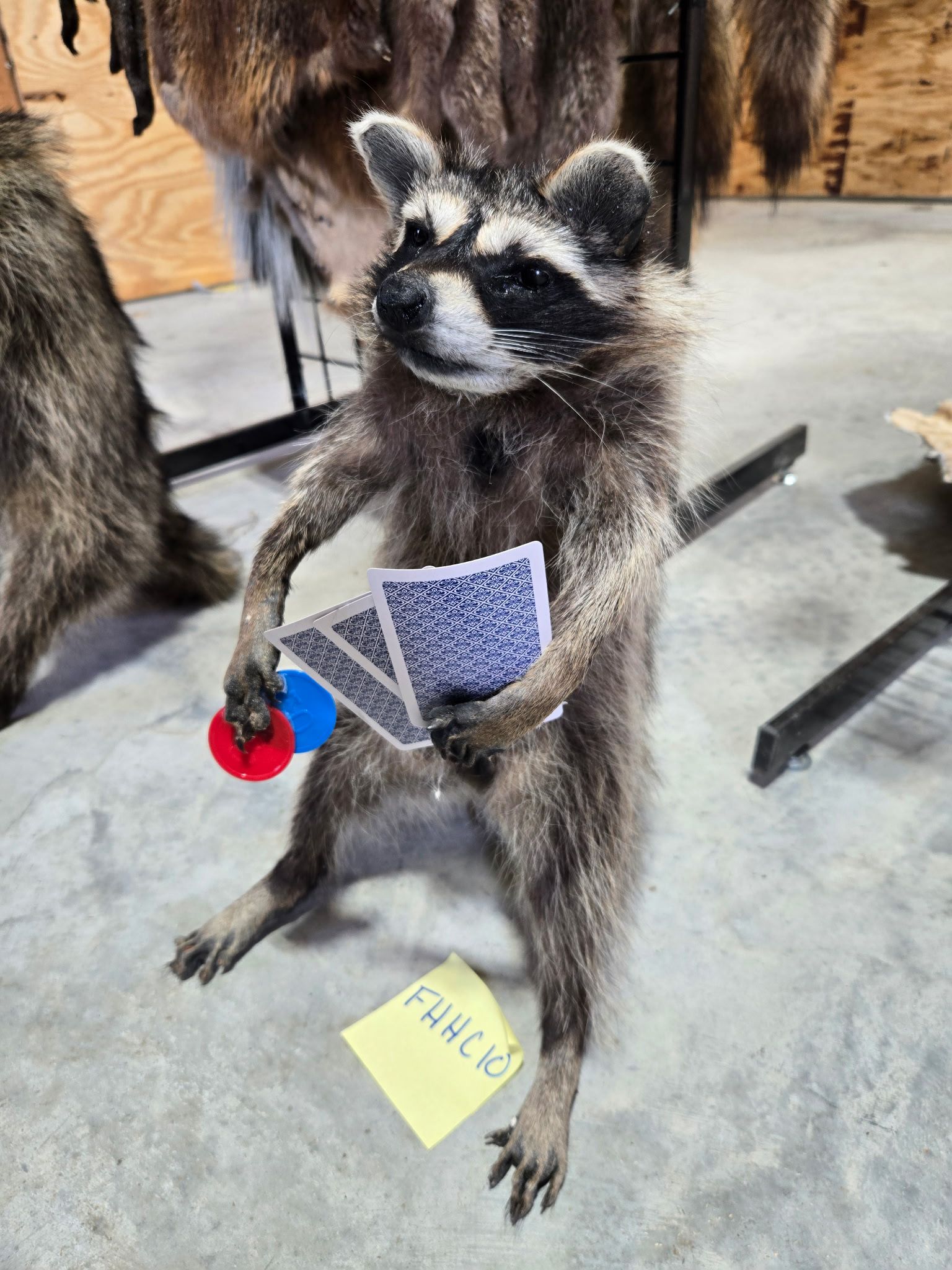 FHHC10 - Raccoon Taxidermy Mount