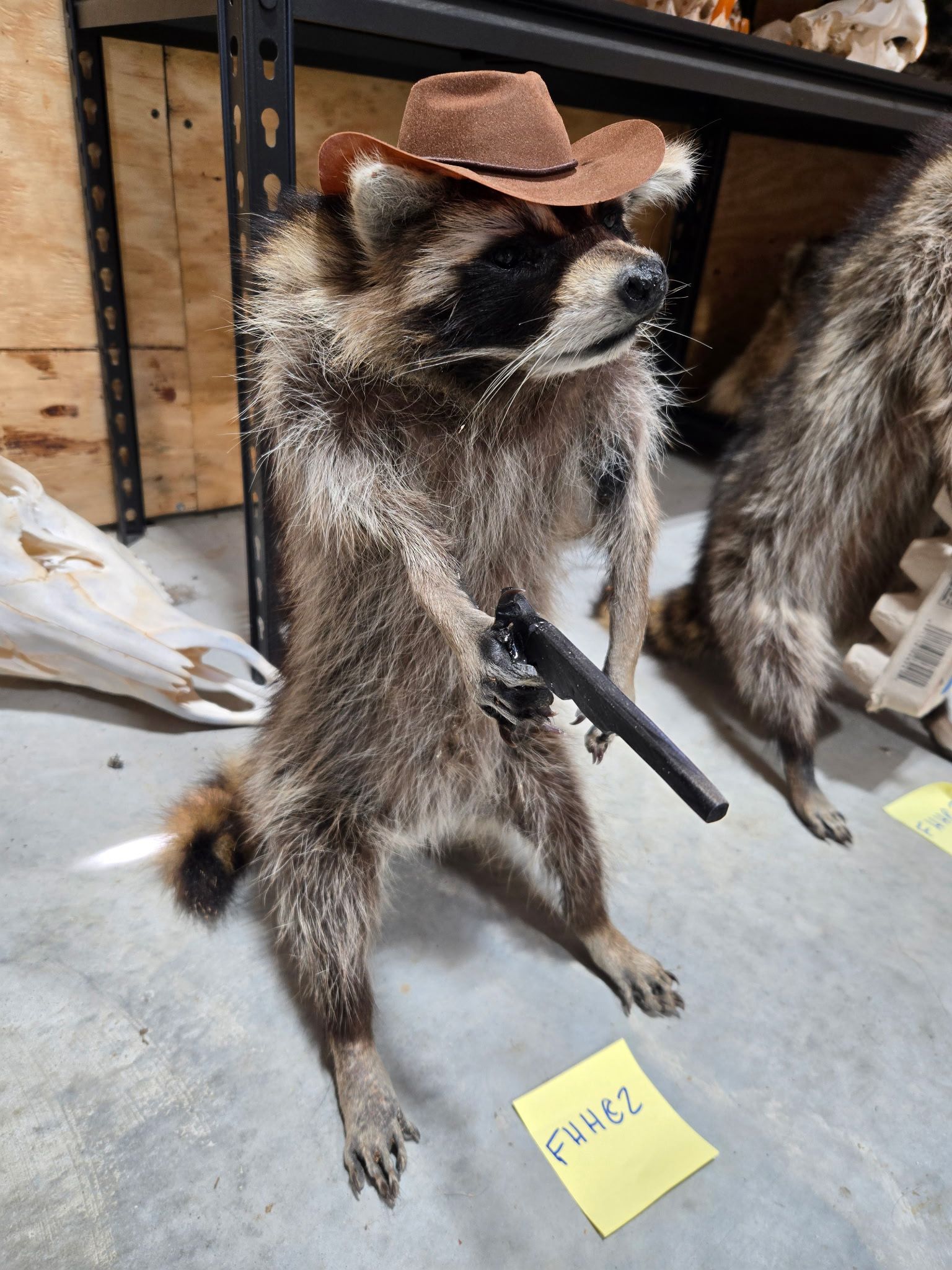 FHHC2 - raccoon taxidermy mount