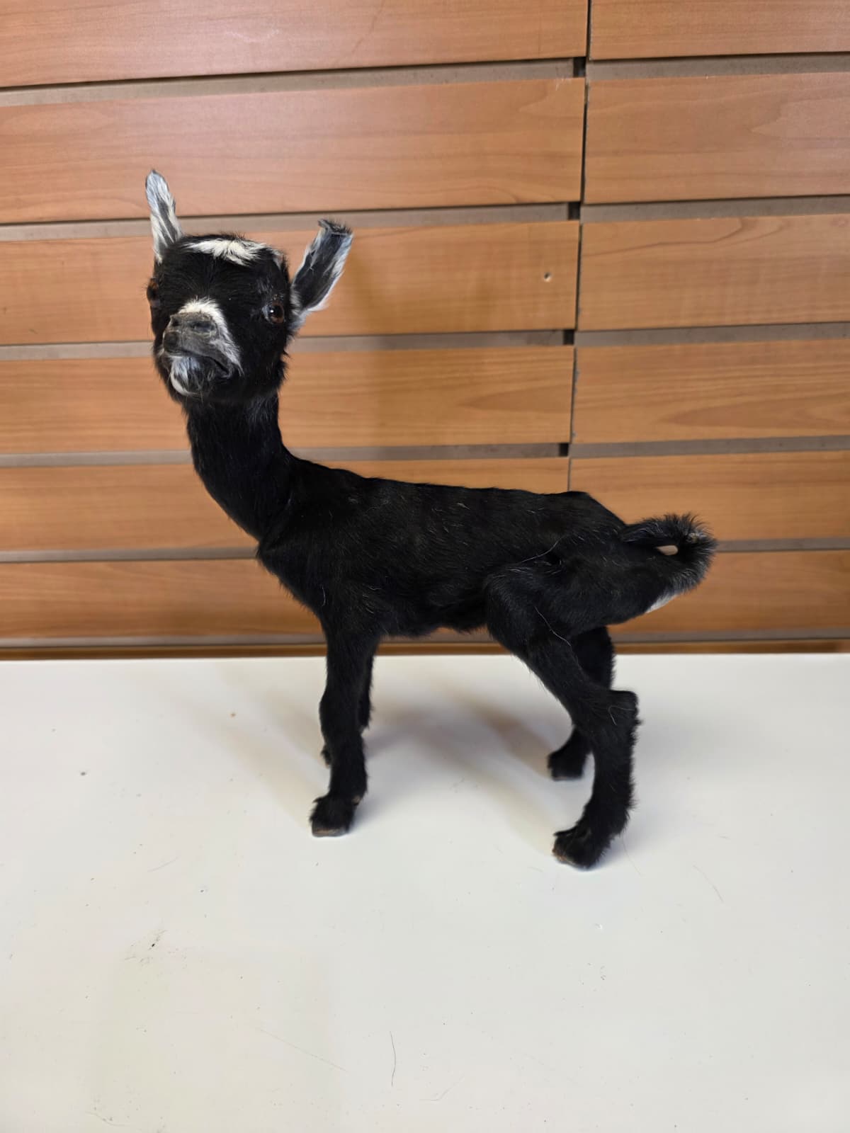 FHB11 - Full Body Goat Taxidermy Mount