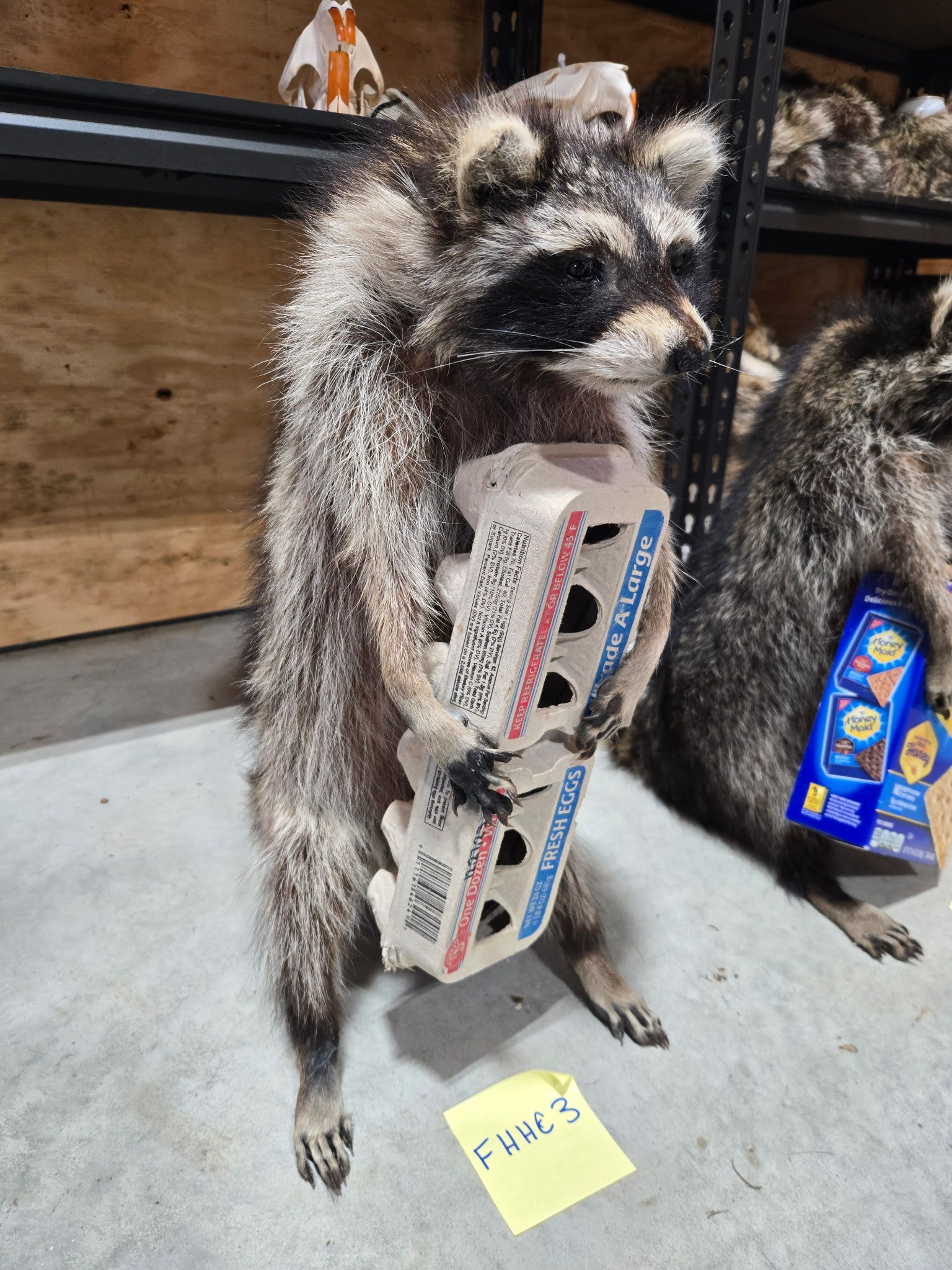 FHHC3 - raccoon taxidermy mount