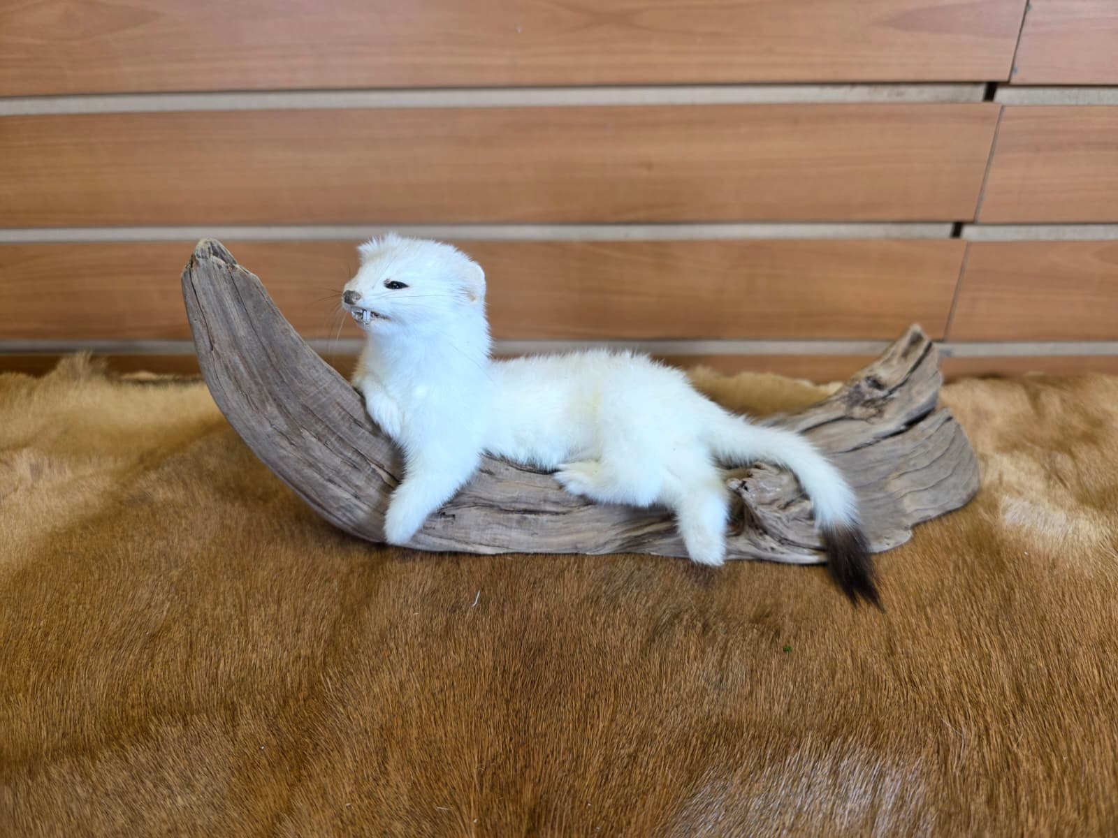 FHCK85 - Beautiful Adorable Weasel Ermine Small Animal Taxidermy