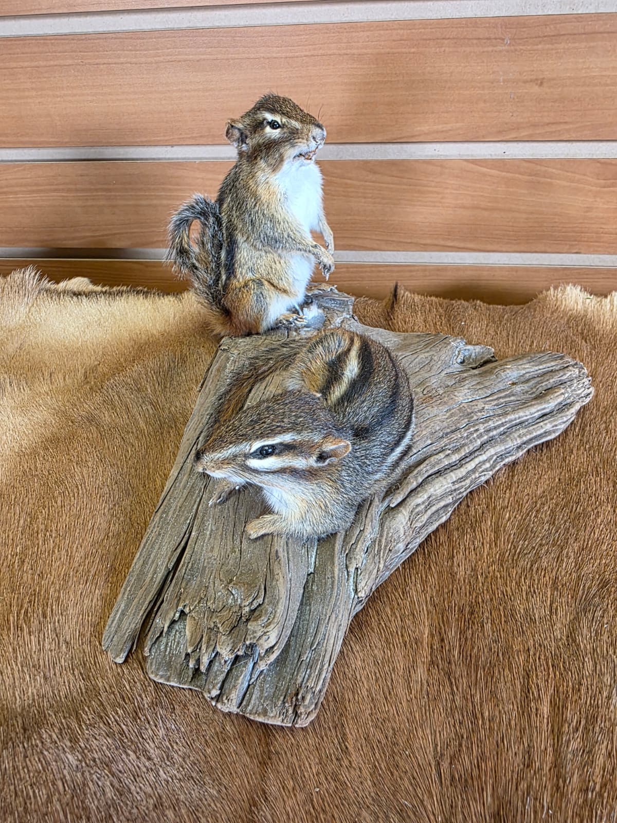 FHCK88 - Two Chipmunks taxidermy mount
