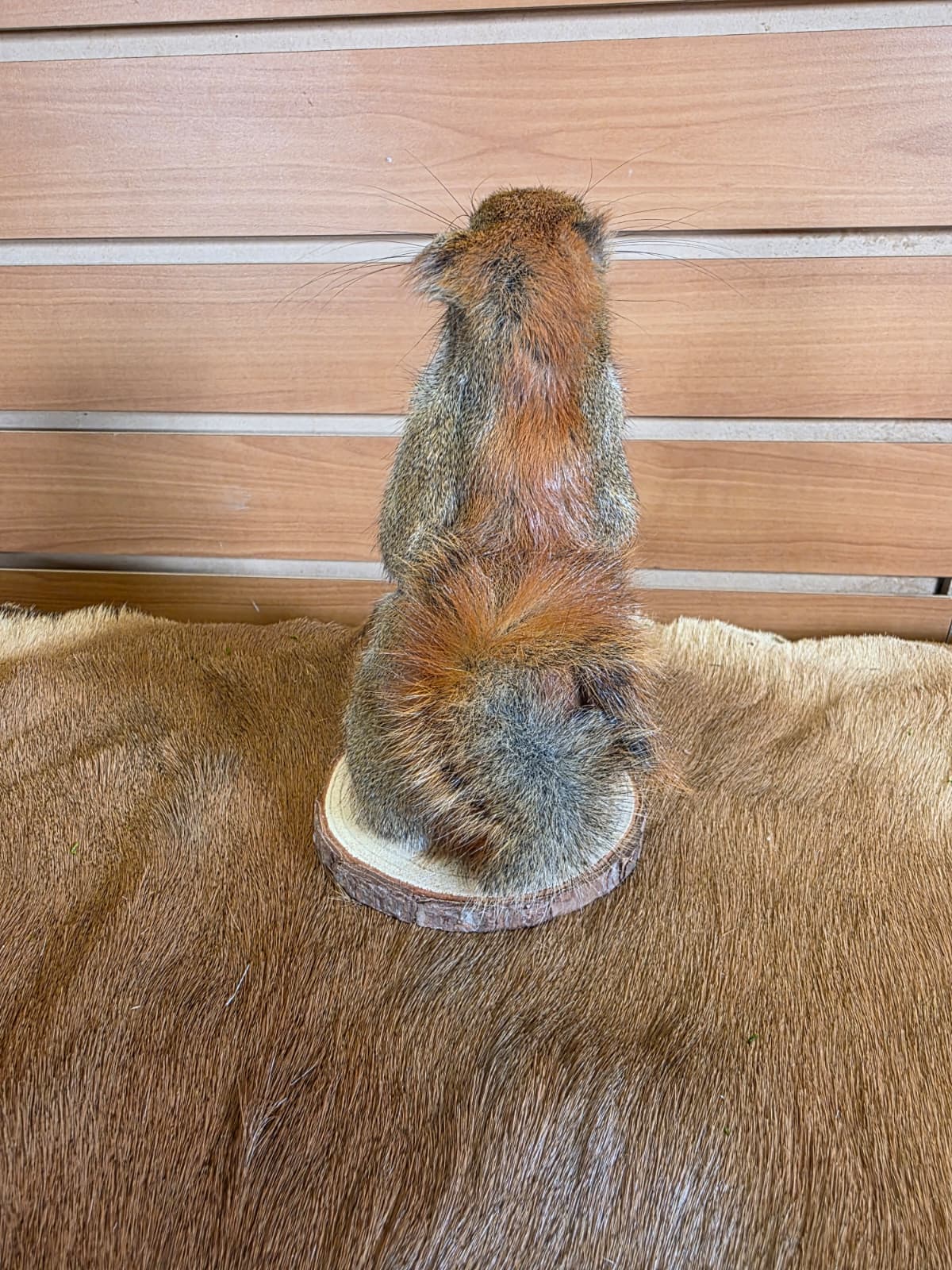 FHCK87- American Red Squirrel Taxidermy Mount