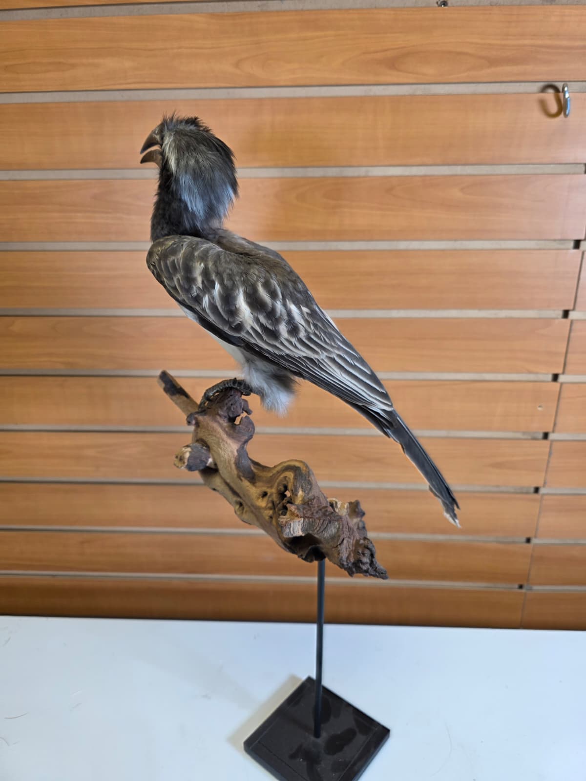 FHB18 - Hornbill Taxidermy Mount