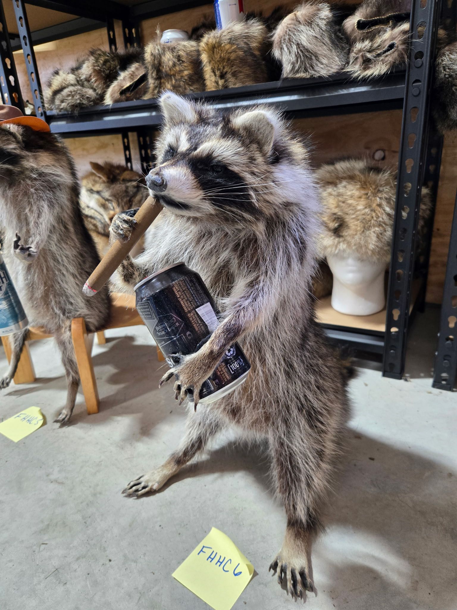 FHHC6 - raccoon taxidermy mount