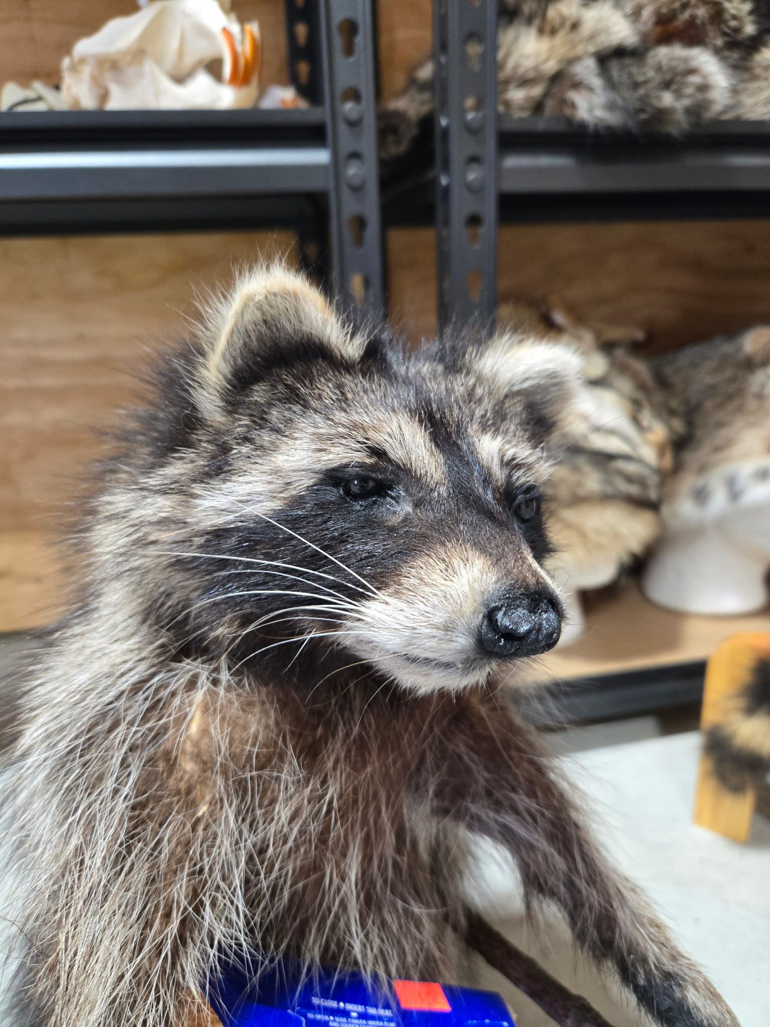 FHHC4 - raccoon taxidermy mount