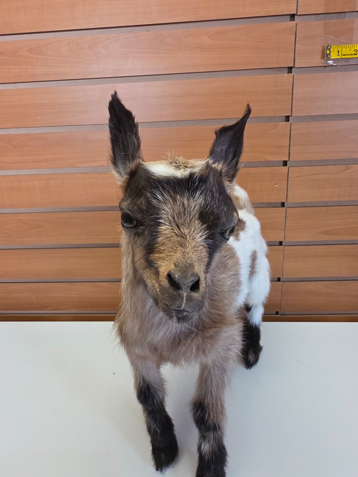 FHB10 - Nigerian Dwarf Goat – Full Body Taxidermy Mount