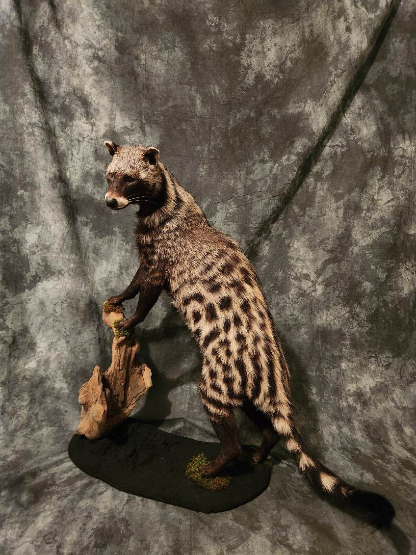 FHJR22 - African Civet Cat taxidermy mount