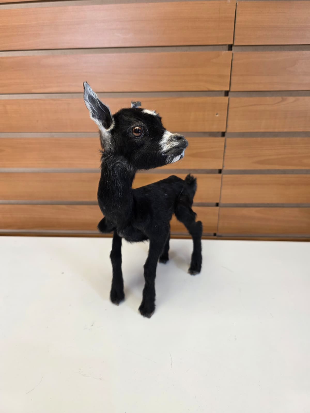 FHB11 - Full Body Goat Taxidermy Mount