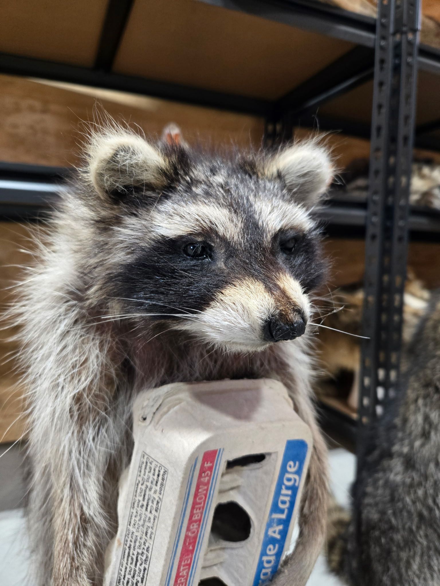 FHHC3 - raccoon taxidermy mount
