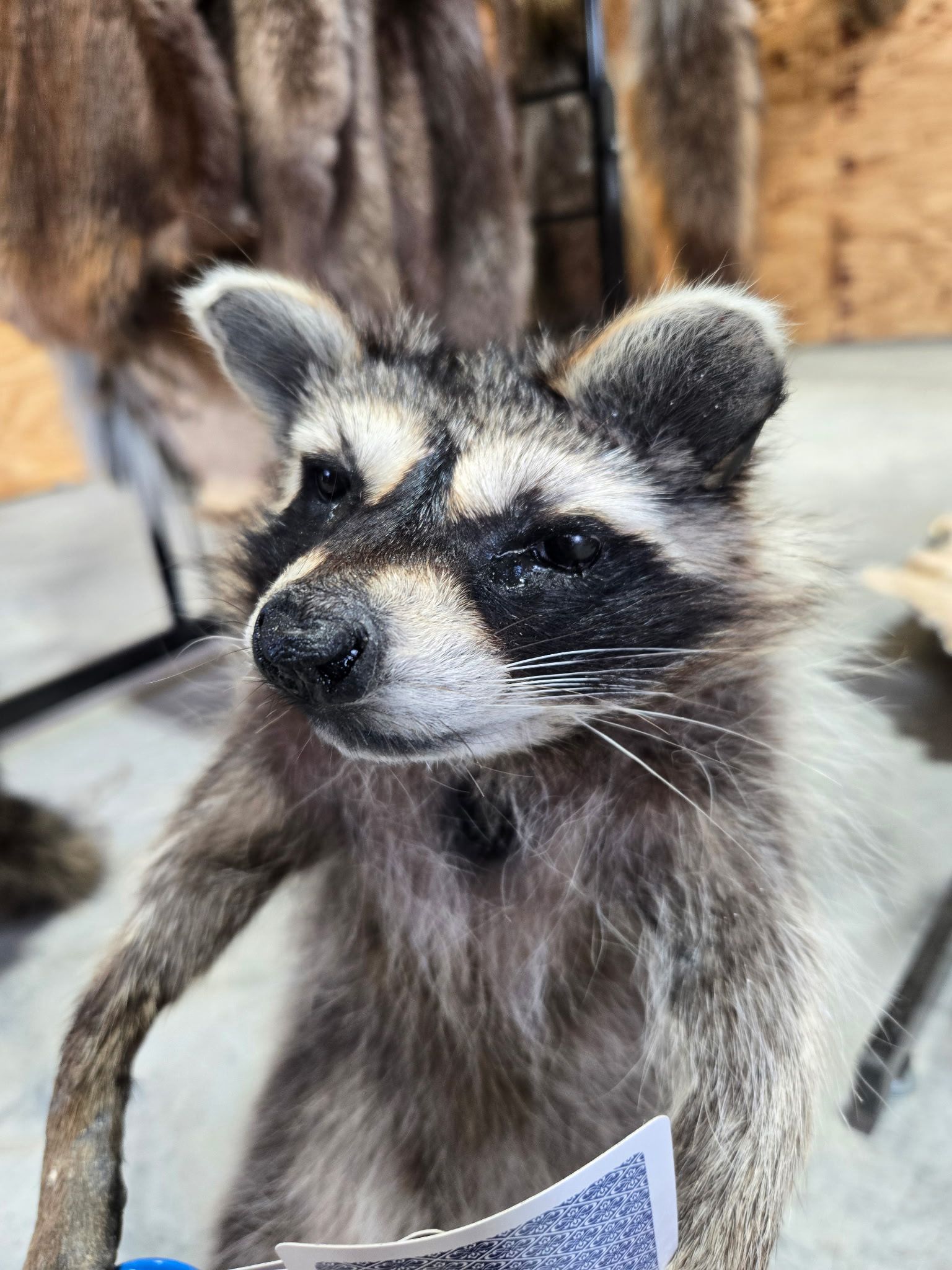 FHHC10 - Raccoon Taxidermy Mount