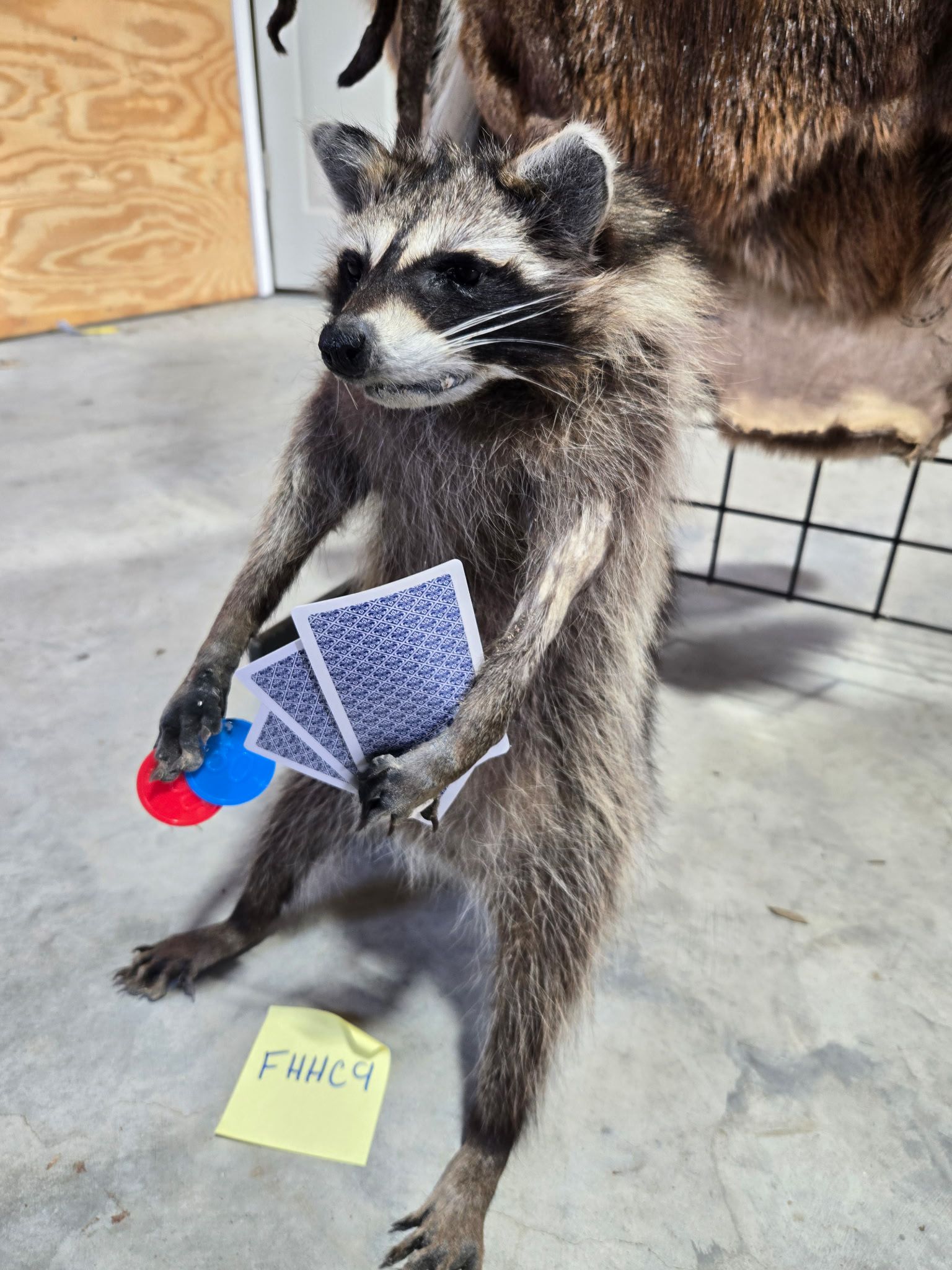 FHHC9 - Raccoon Taxidermy Mount