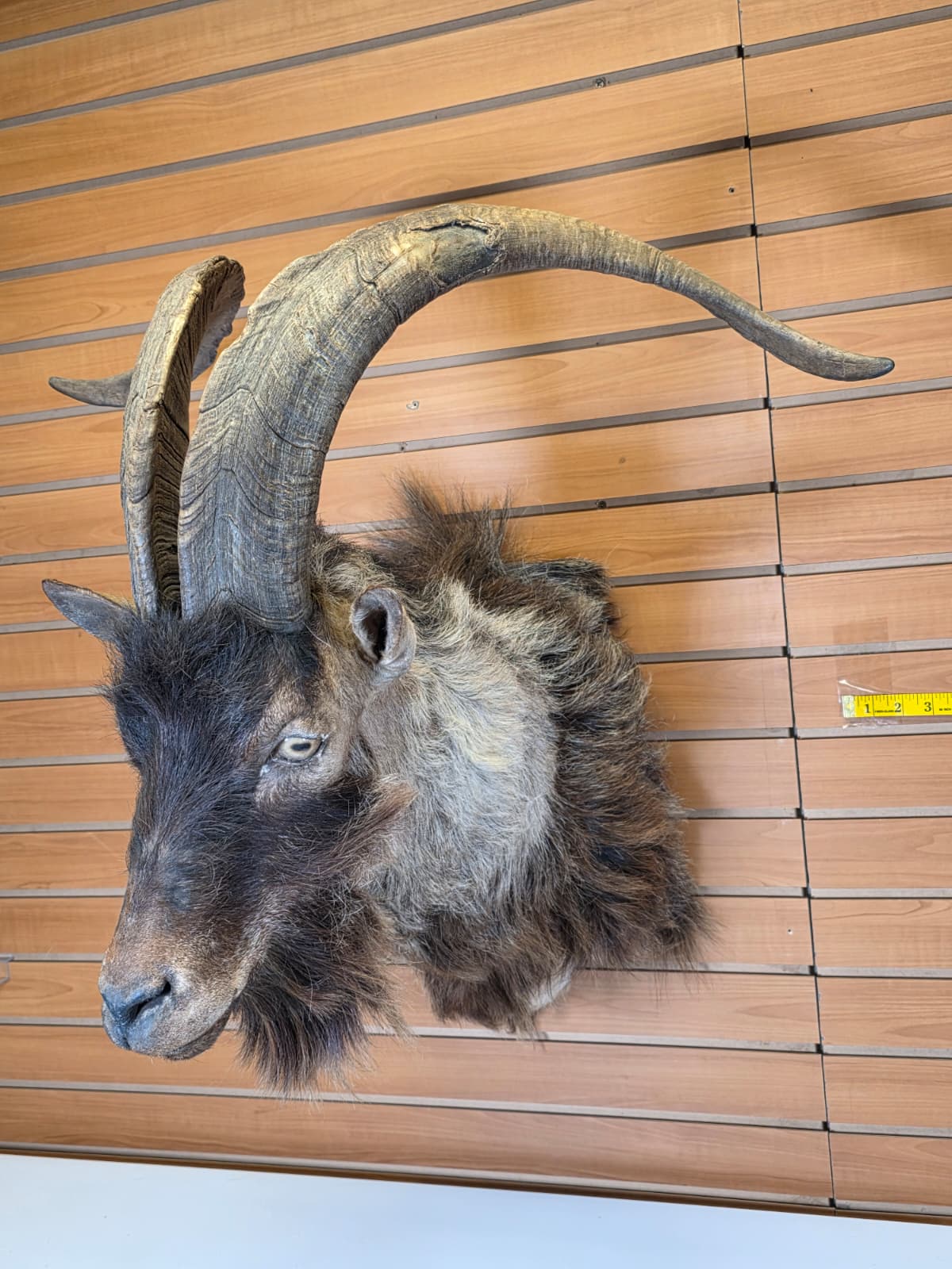 JTV300  - Ibex Goat Head Taxidermy Mount