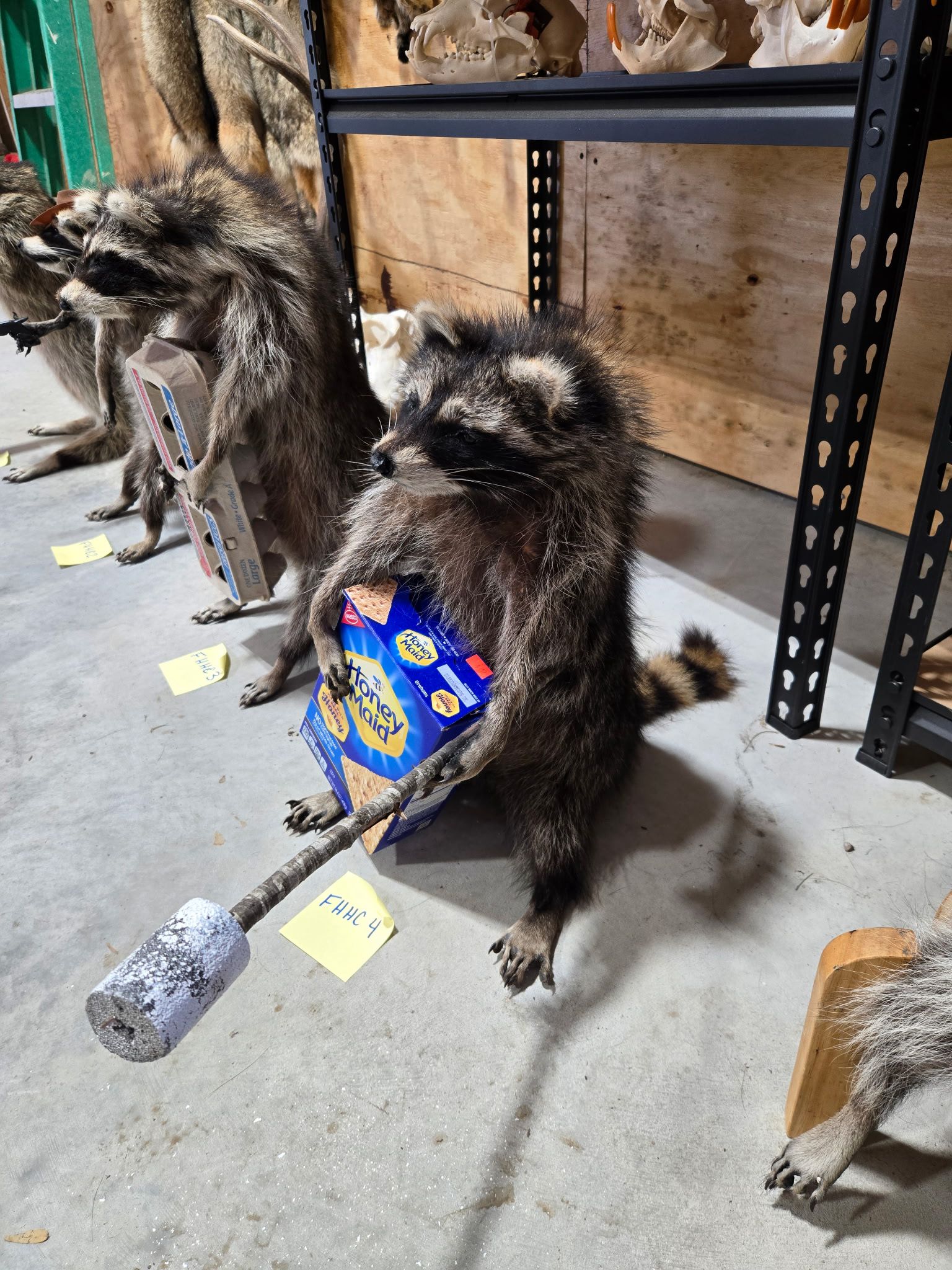 FHHC4 - raccoon taxidermy mount