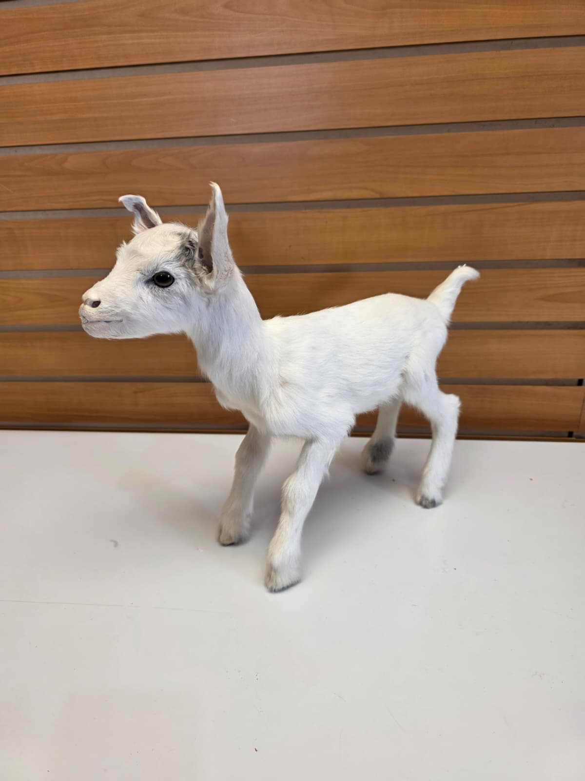 FHB13 - White Kid Goat – Full Body Taxidermy Mount