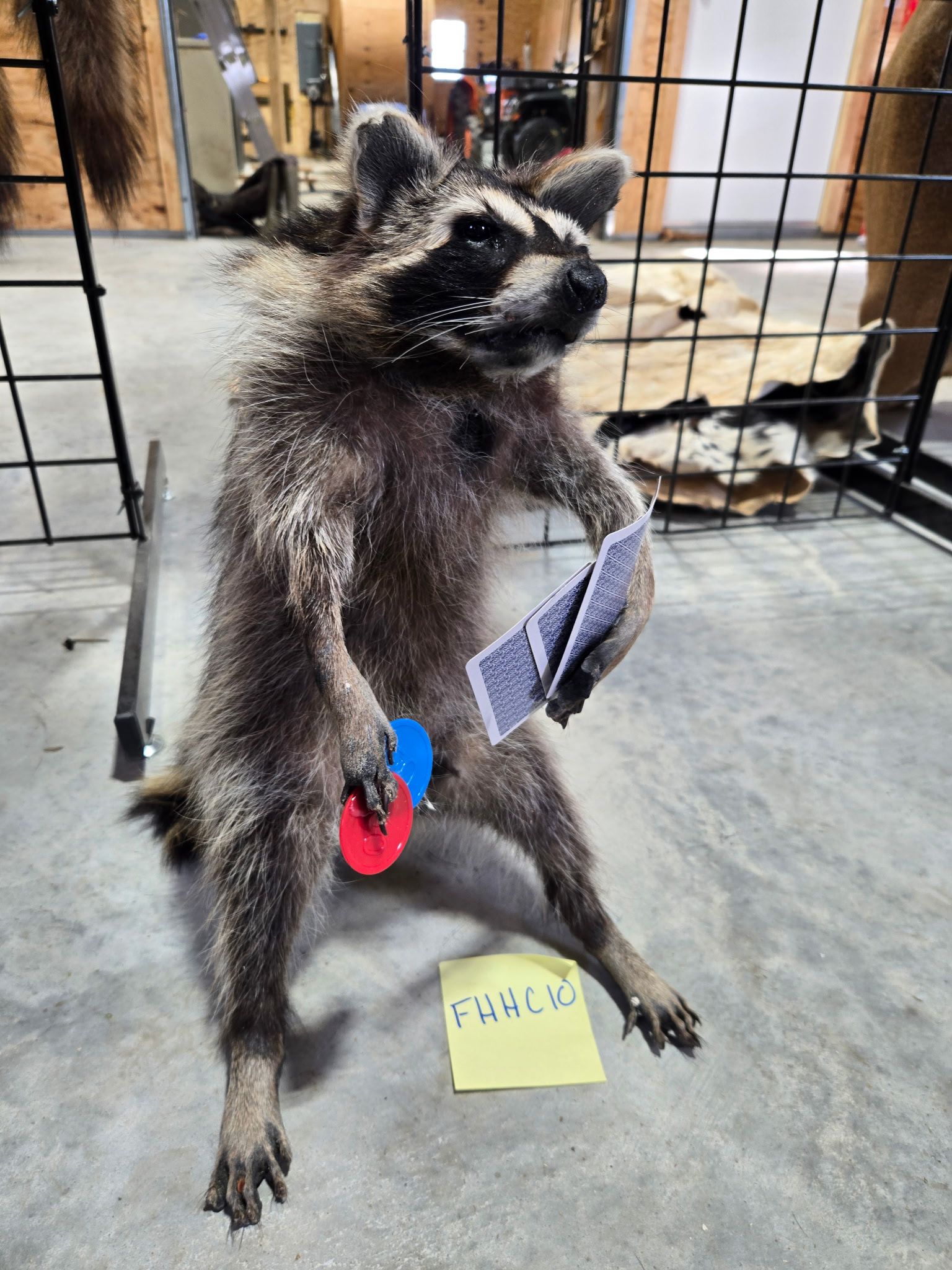 FHHC10 - Raccoon Taxidermy Mount