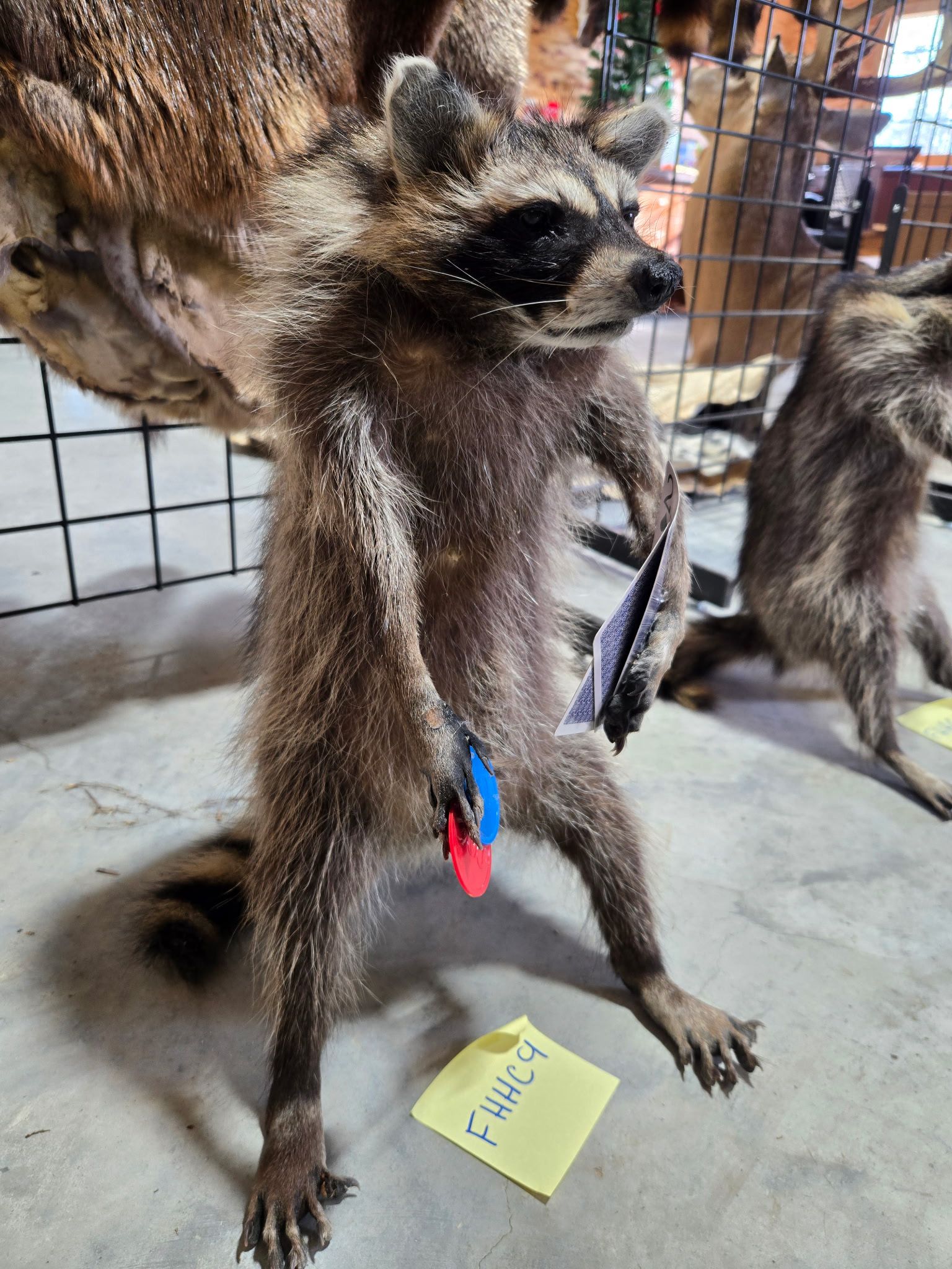FHHC9 - Raccoon Taxidermy Mount