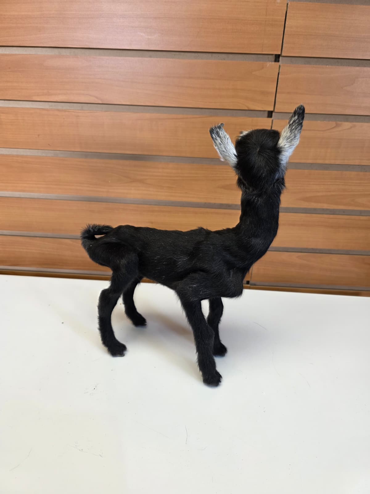 FHB11 - Full Body Goat Taxidermy Mount