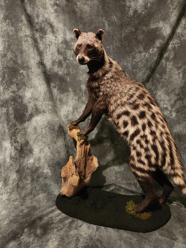 FHJR22 - African Civet Cat taxidermy mount