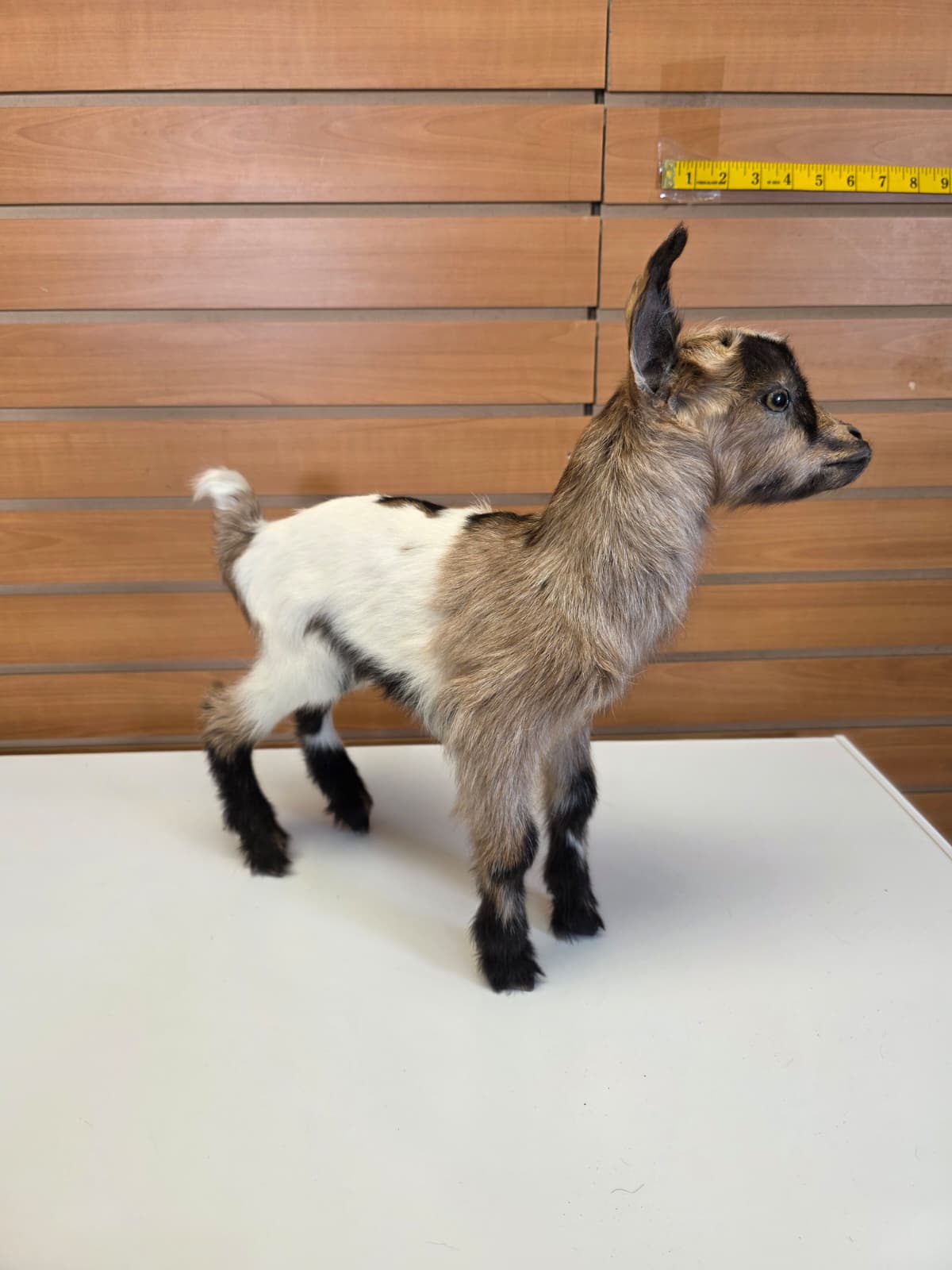 FHB10 - Nigerian Dwarf Goat – Full Body Taxidermy Mount