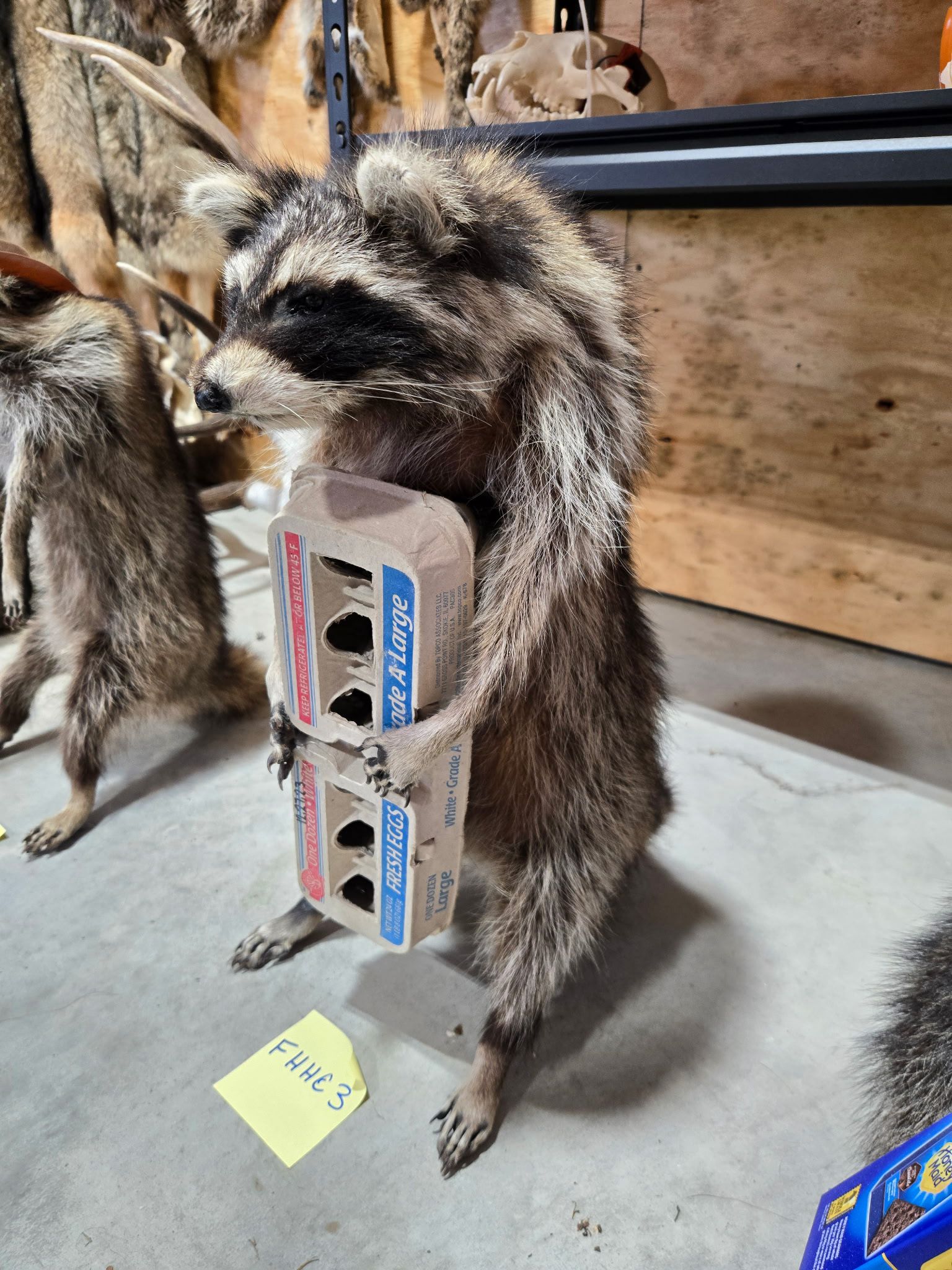 FHHC3 - raccoon taxidermy mount