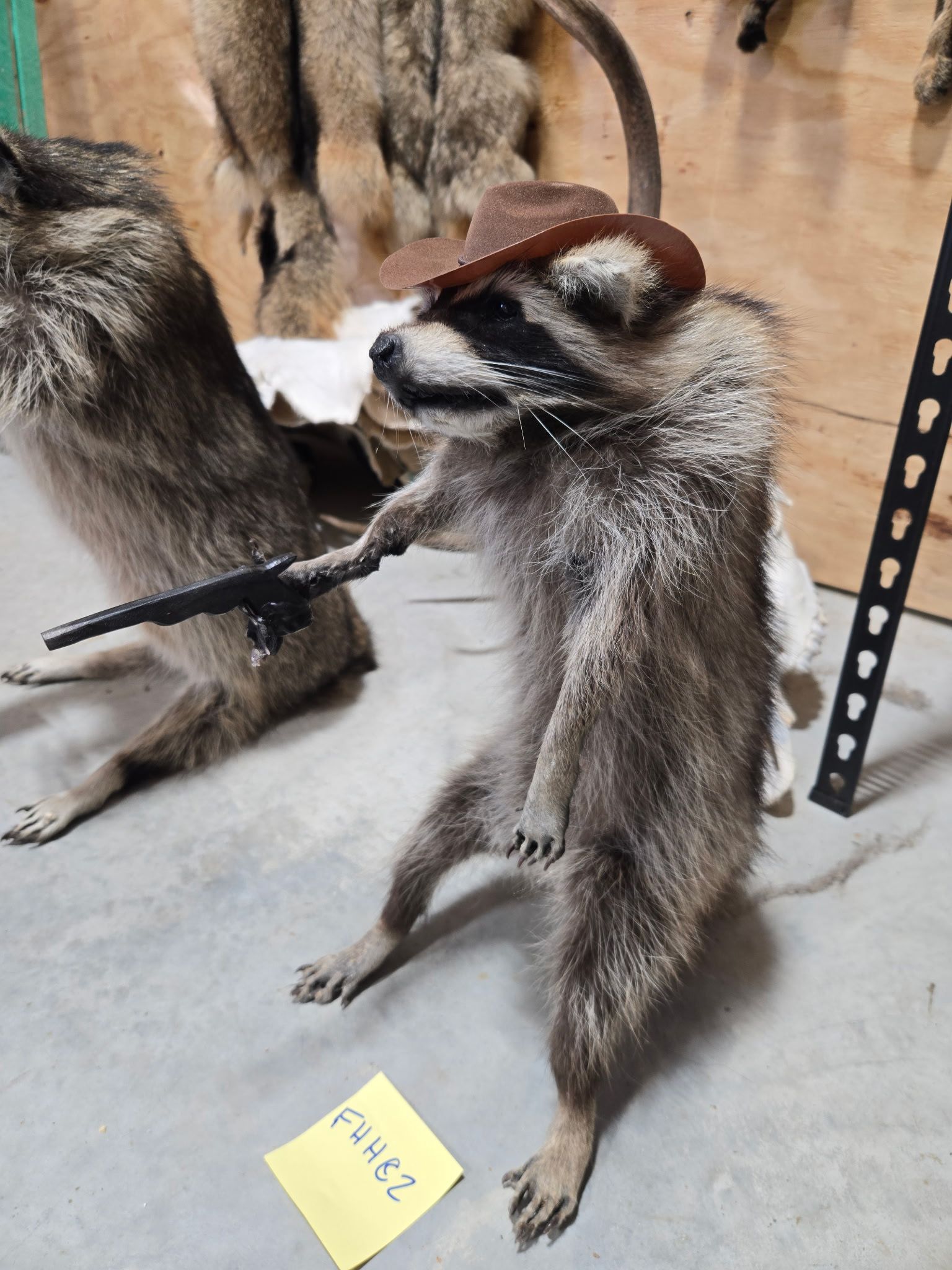 FHHC2 - raccoon taxidermy mount