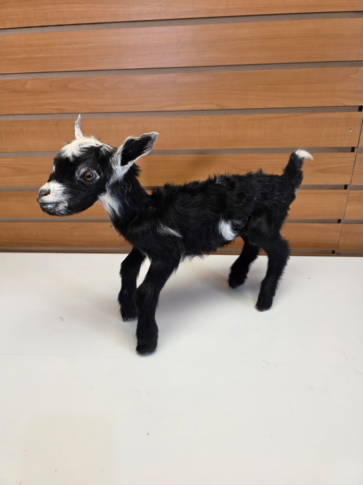 FHB14 - Black Goat Taxidermy Mount