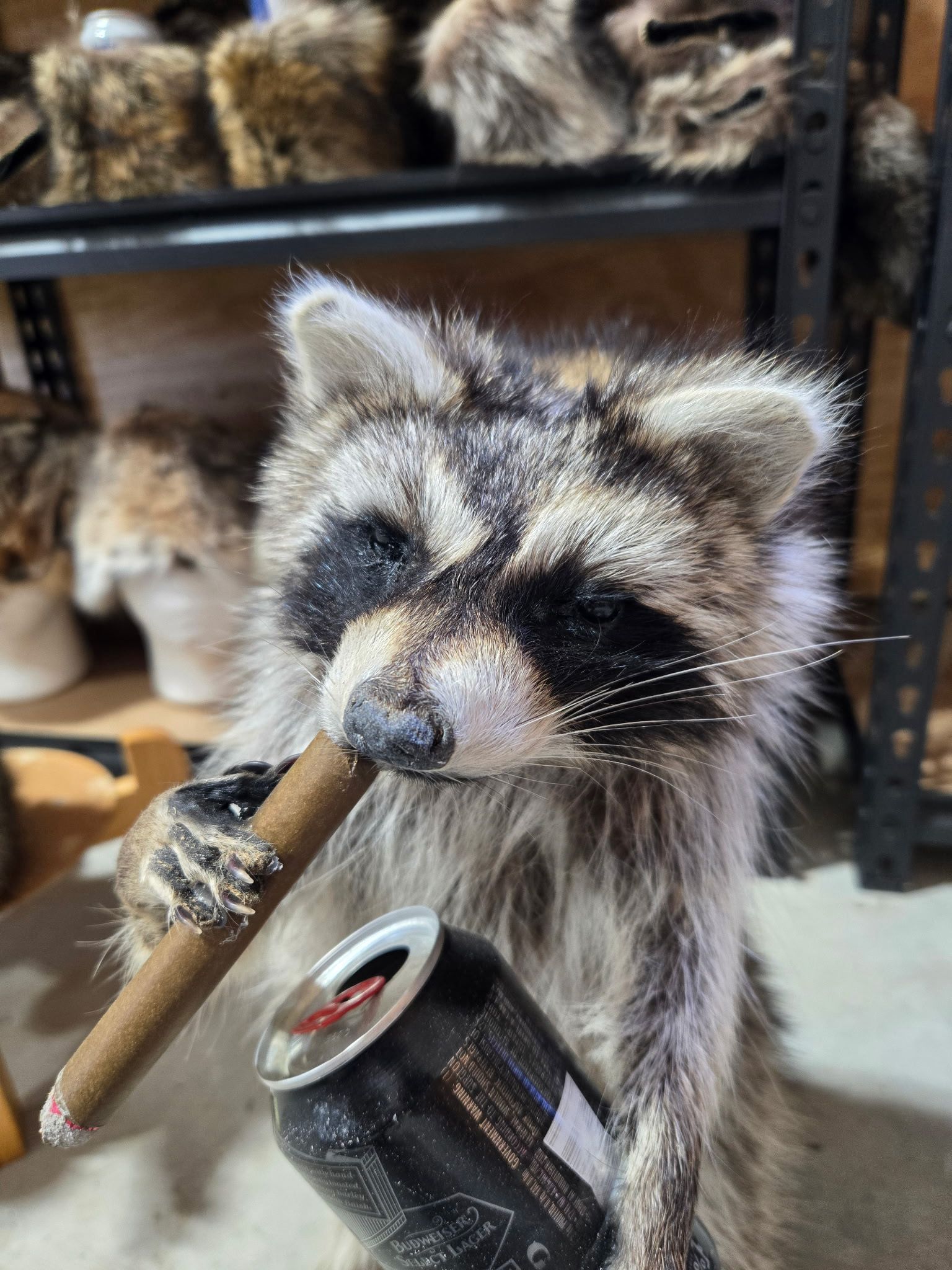 FHHC6 - raccoon taxidermy mount