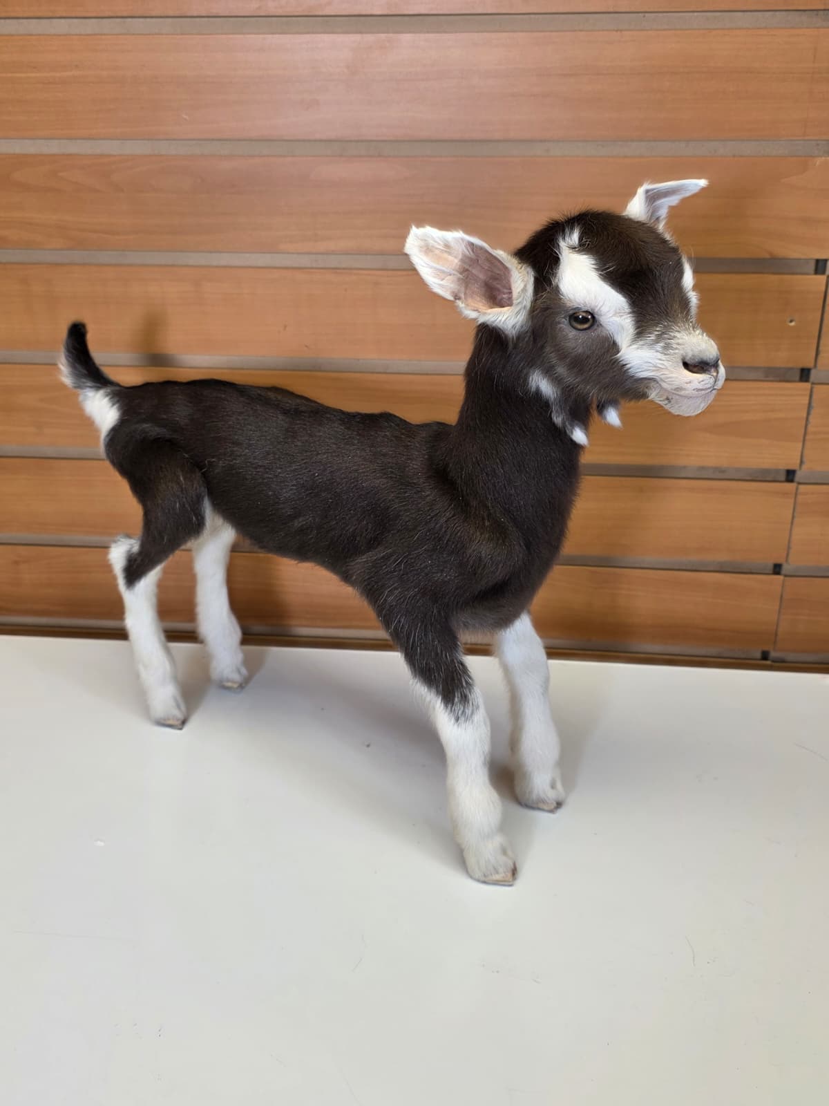 FHB12 - Full Body Goat Taxidermy Mount