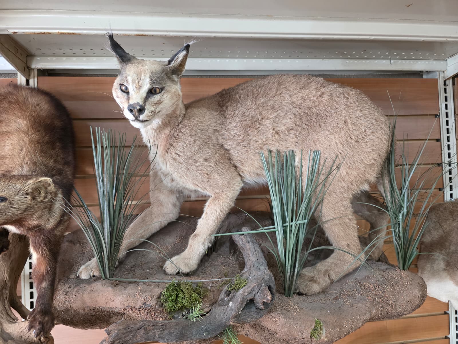 FHAB22 - Caracal – Full-body Taxidermy Mount