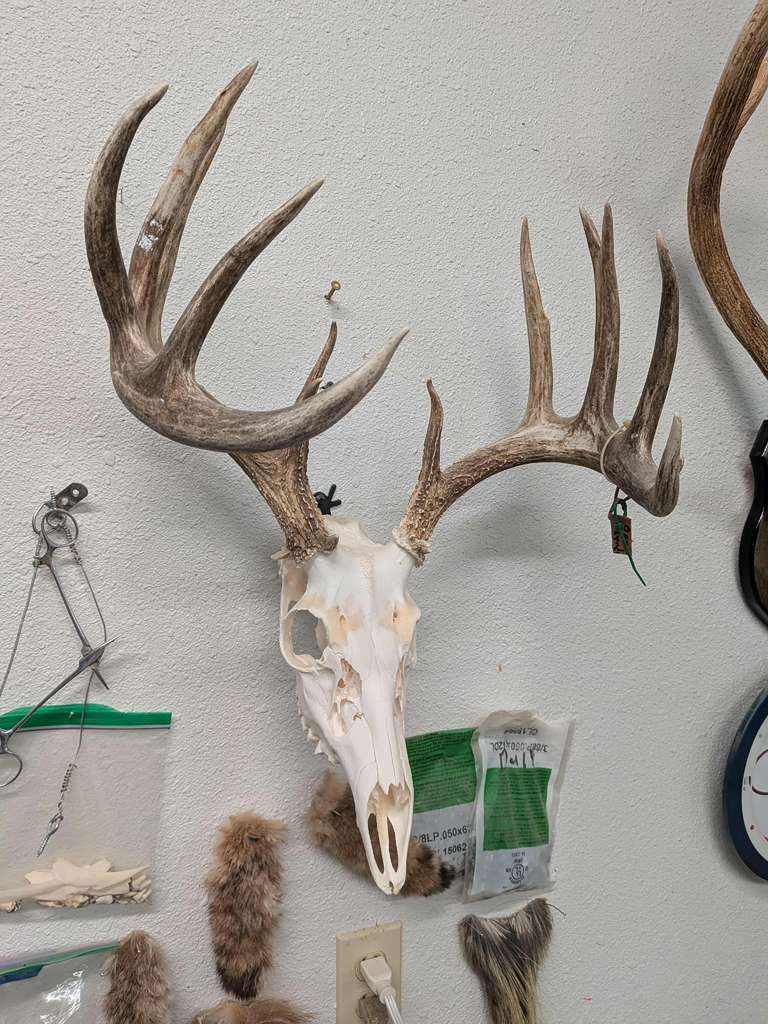 FHPATK2 - Whitetail Taxidermy Euro Mount
