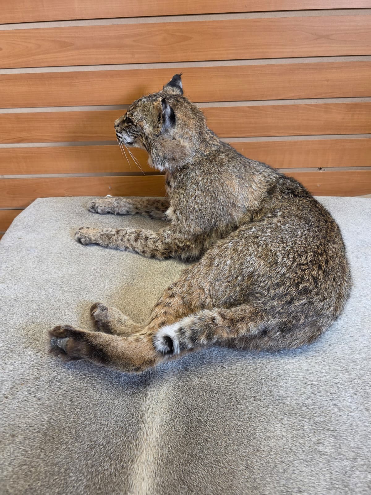 FHAB19 - Bobcat – Full-body Taxidermy Mount