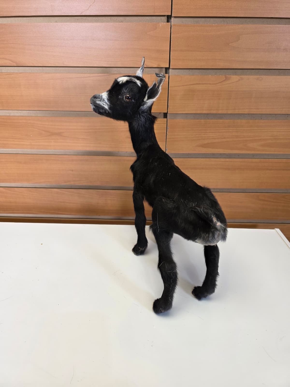 FHB11 - Full Body Goat Taxidermy Mount