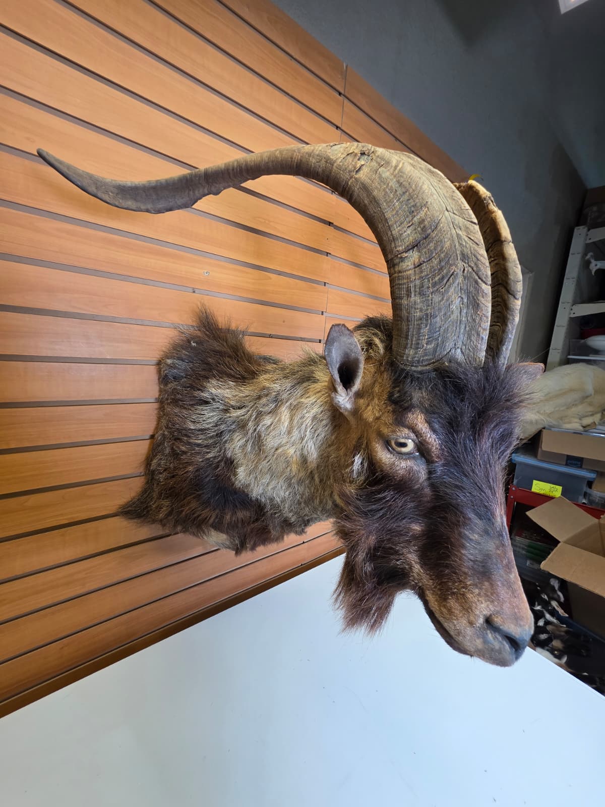JTV300  - Ibex Goat Head Taxidermy Mount