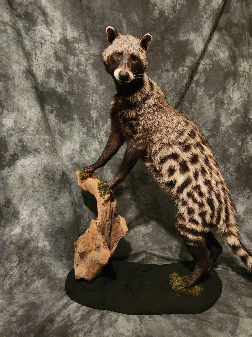 FHJR22 - African Civet Cat taxidermy mount