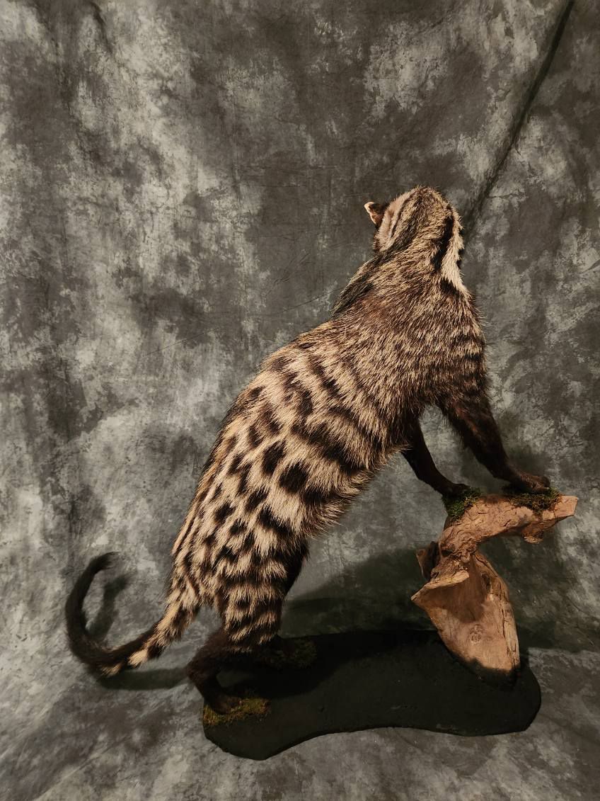 FHJR22 - African Civet Cat taxidermy mount