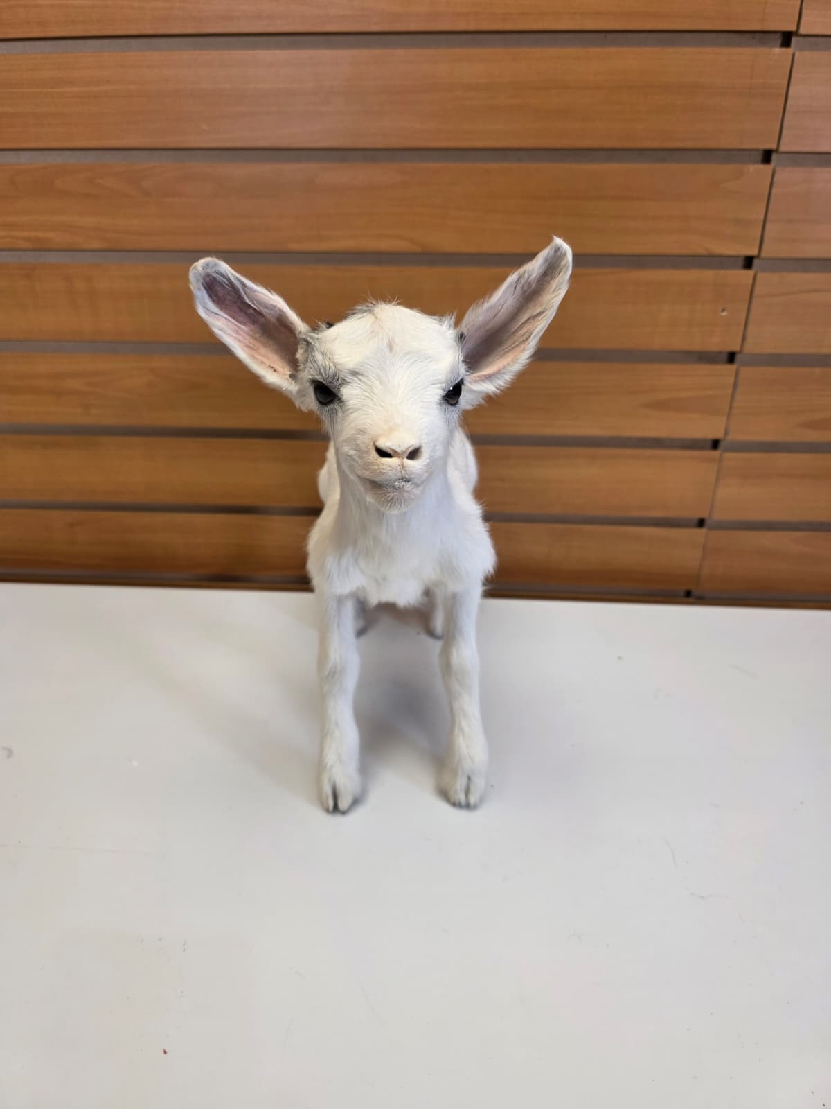FHB13 - White Kid Goat – Full Body Taxidermy Mount