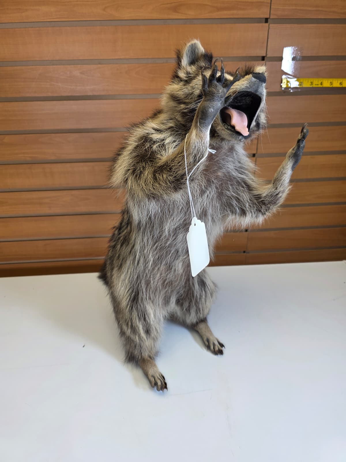 FHCOON20 - Raccoon – Professional Taxidermy Display