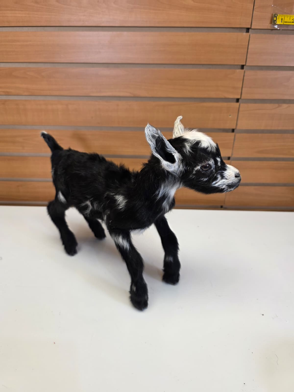 FHB14 - Black Goat Taxidermy Mount