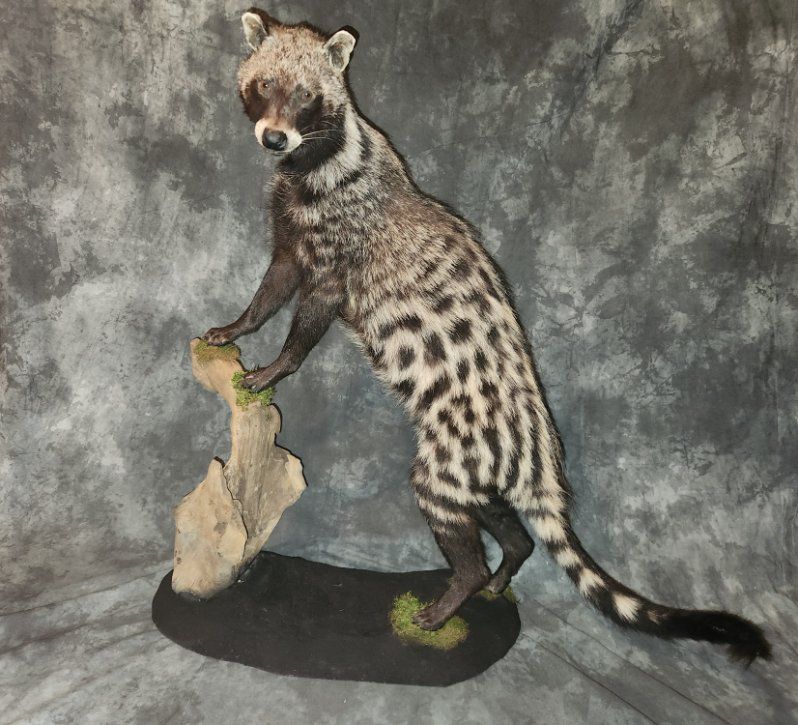 FHJR22 - African Civet Cat taxidermy mount
