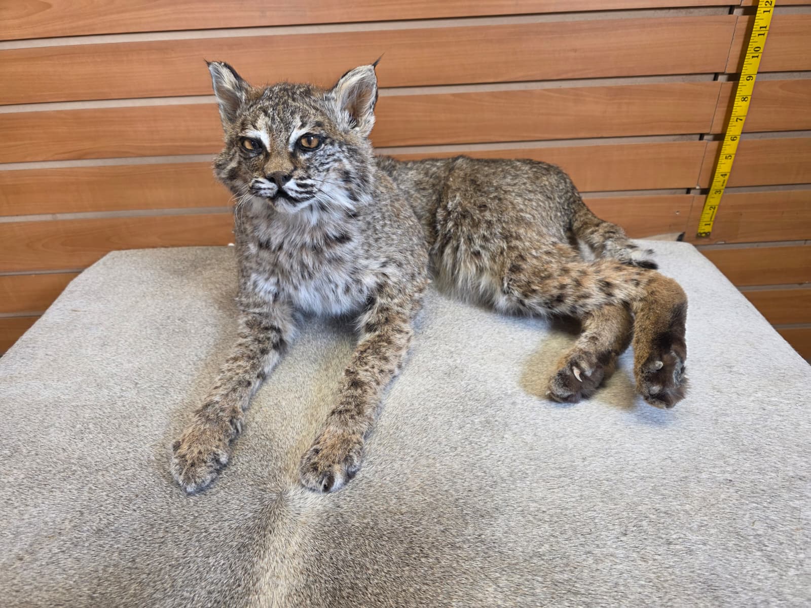 FHAB19 - Bobcat – Full-body Taxidermy Mount
