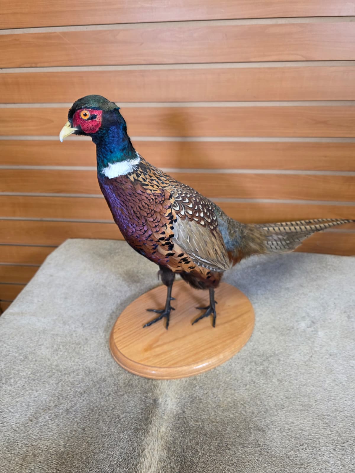 FHAB21 - Ringneck – Full-body Taxidermy Mount
