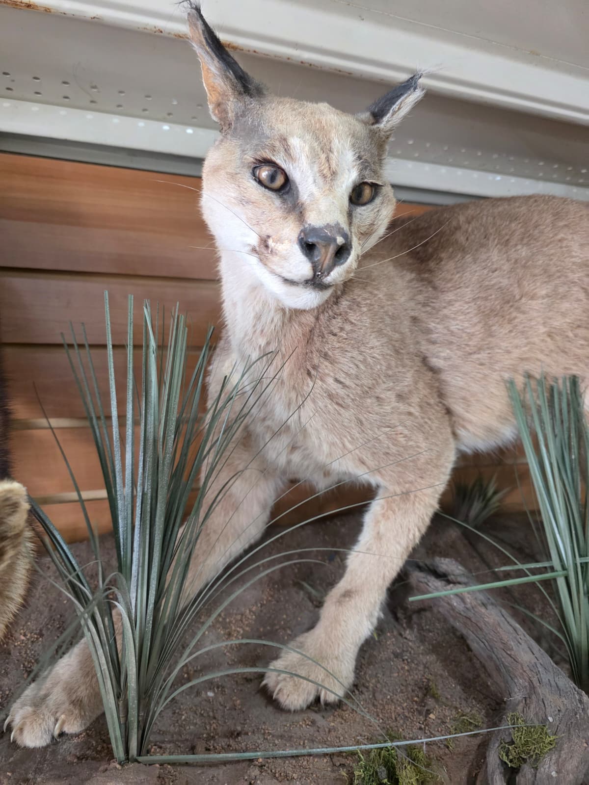 FHAB22 - Caracal – Full-body Taxidermy Mount