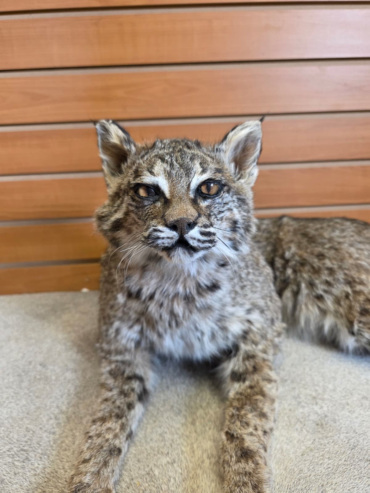 FHAB19 - Bobcat – Full-body Taxidermy Mount
