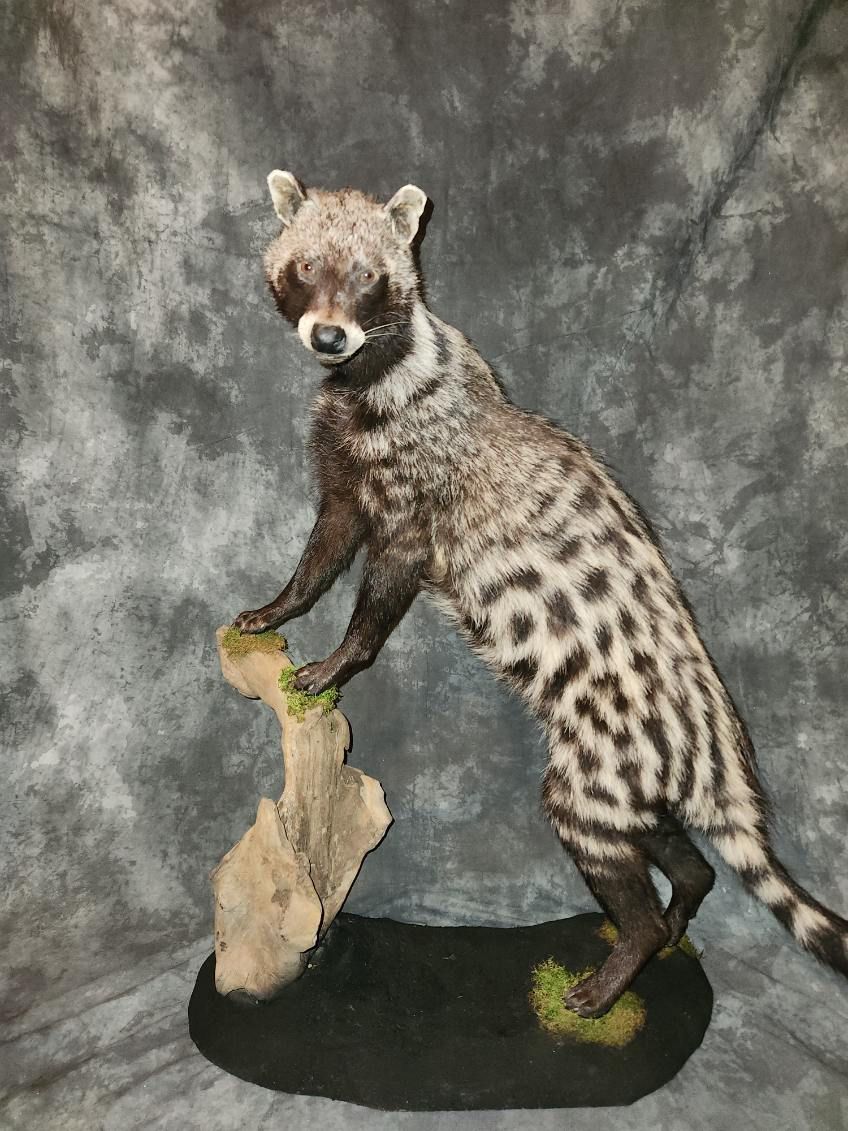 FHJR22 - African Civet Cat taxidermy mount